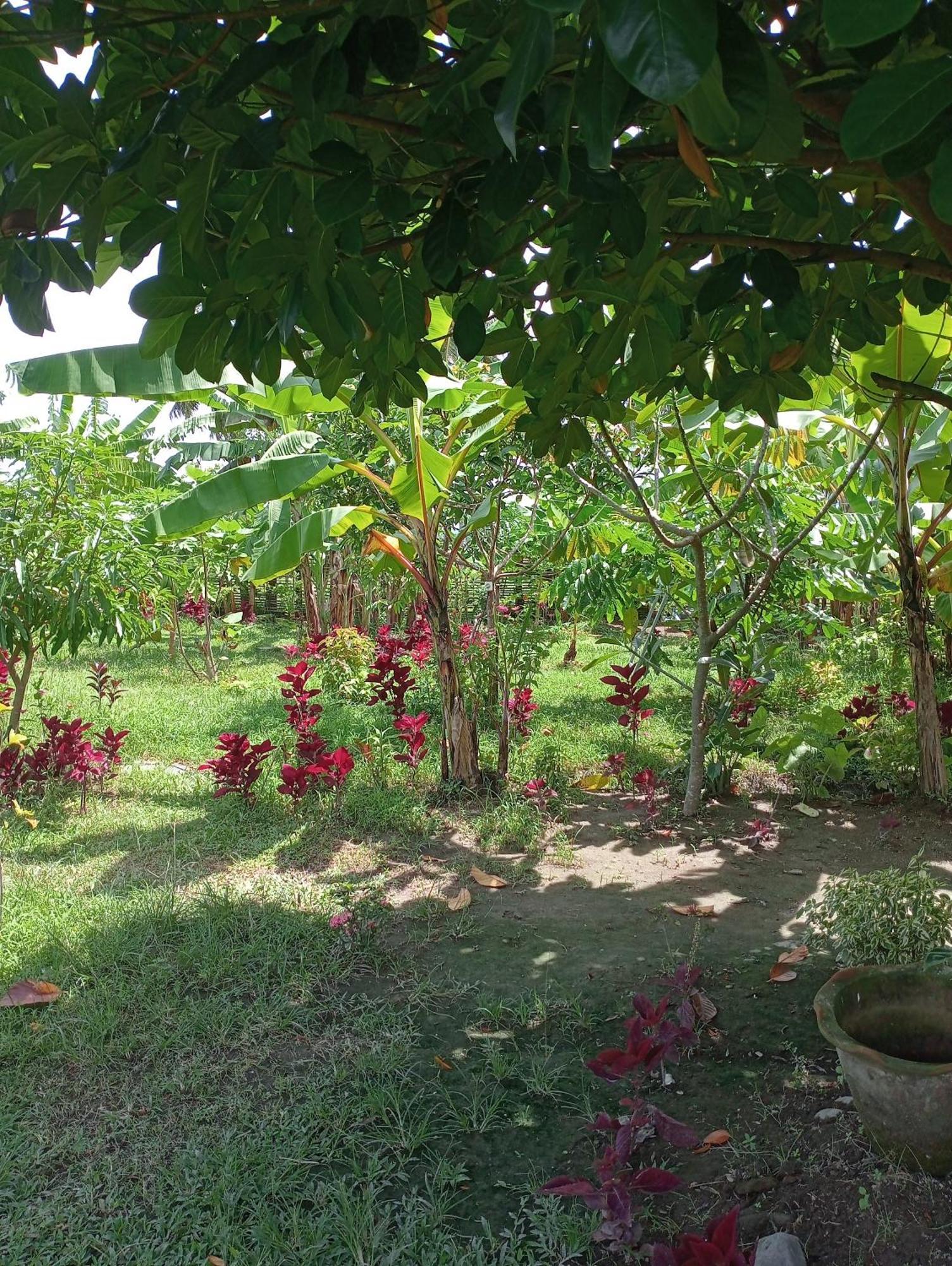 Pemenang The Daun Puntik Homestay מראה חיצוני תמונה