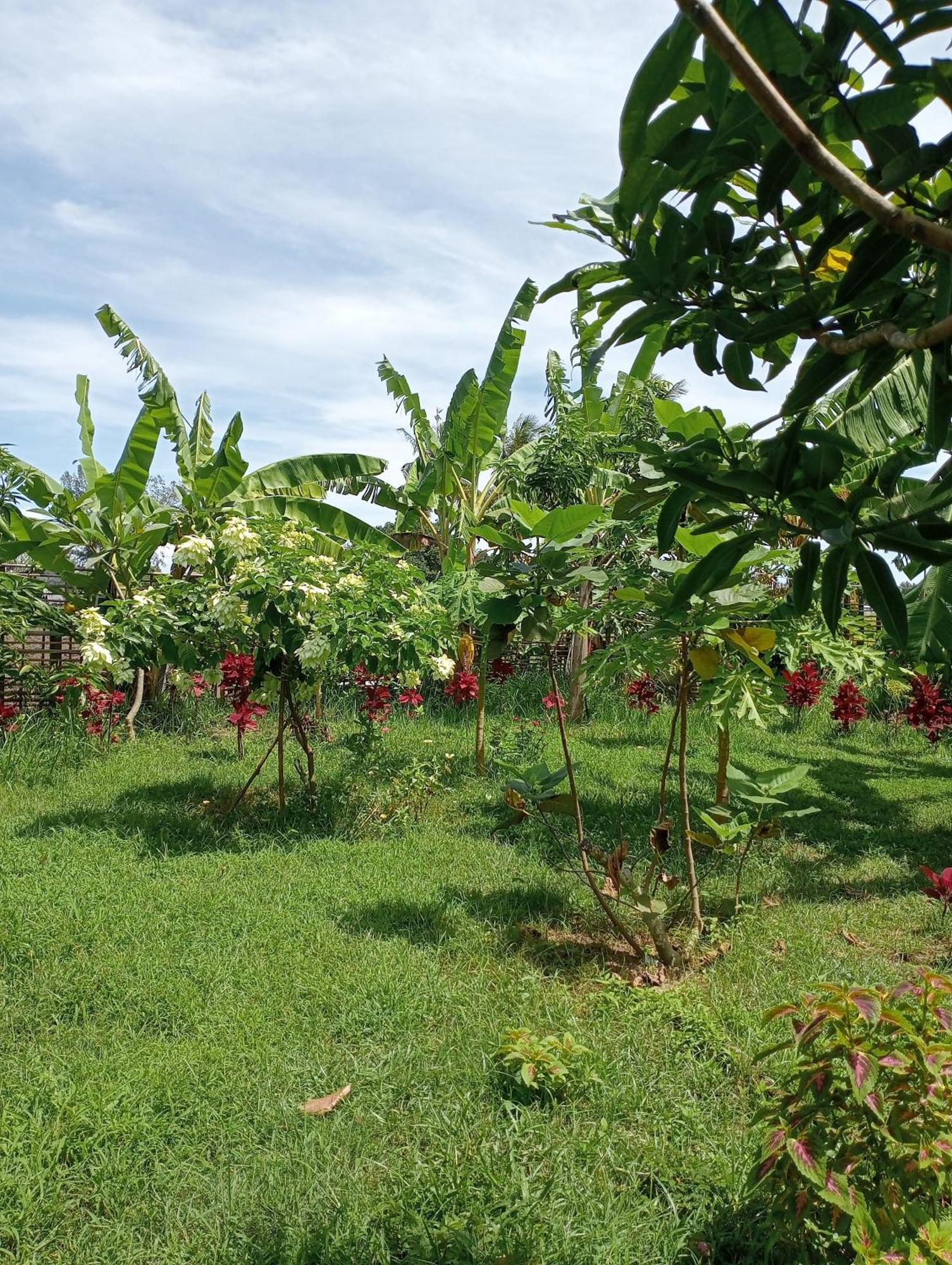 Pemenang The Daun Puntik Homestay מראה חיצוני תמונה