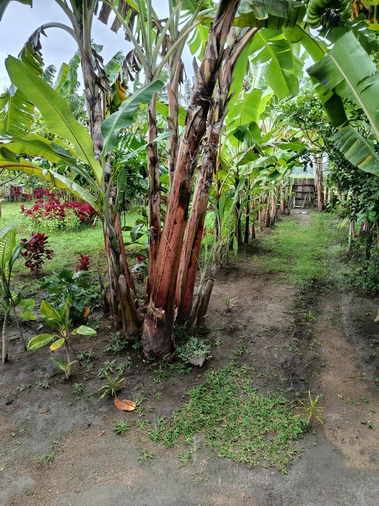 Pemenang The Daun Puntik Homestay מראה חיצוני תמונה